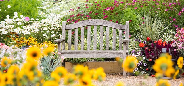 Three ways to bring colour into your garden