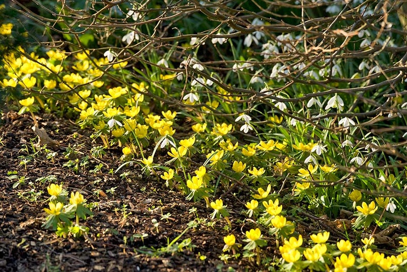Snowdrops and aconites
