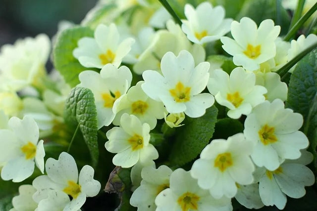 Buy primroses from RHS Plants