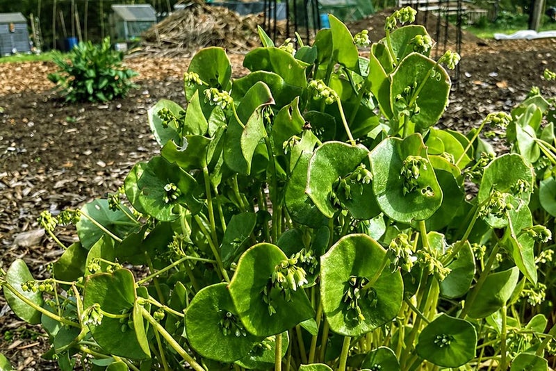 A close up of a plant