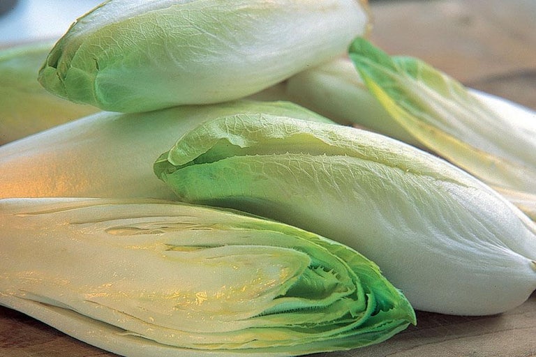 Buy chicory at RHSplants.co.uk