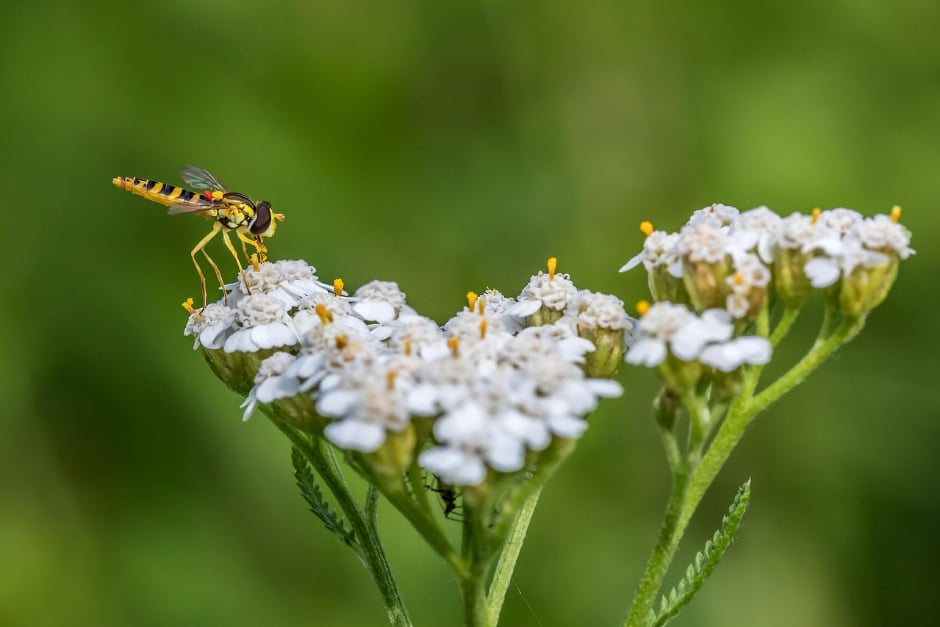 Top 5 plants for hoverflies