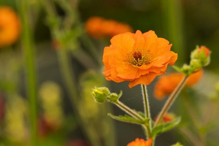 Come and see the plants for yourself