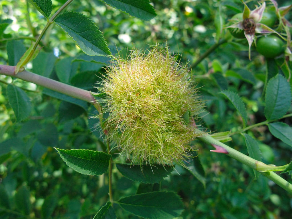 Robin's Pin Cushion Gall on Roses | RHS Advice