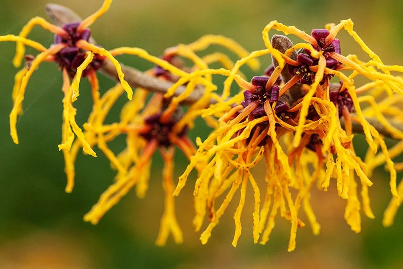 A multipurpose witch hazel