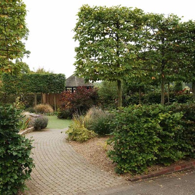 A pleached hedge at RHS Garden Wisley.