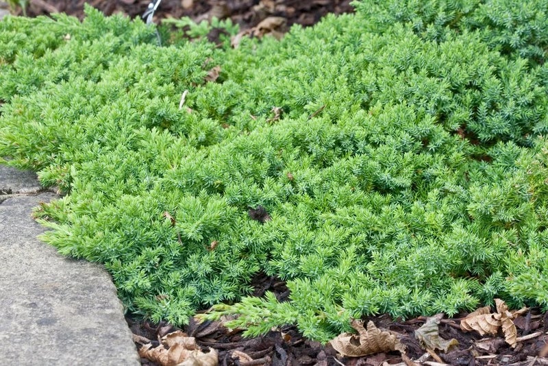 Conifer carpet