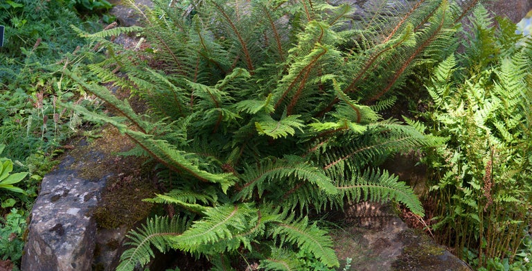 Polystichum