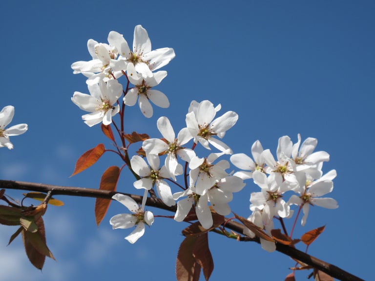 Buy amelanchier from RHSplants.co.uk