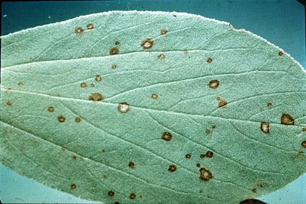 Broad bean chocolate spot