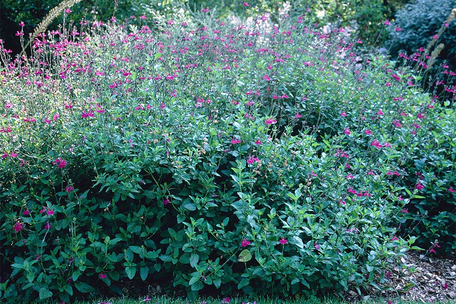 Salvia microphylla ‘Cerro Potosí’