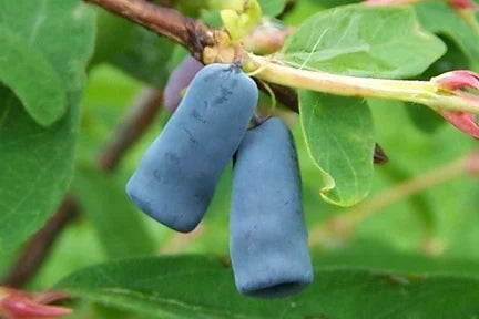 Edible honeysuckle (honeyberry)