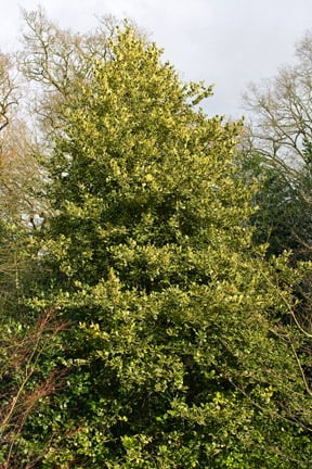 Non-berrying woody plants