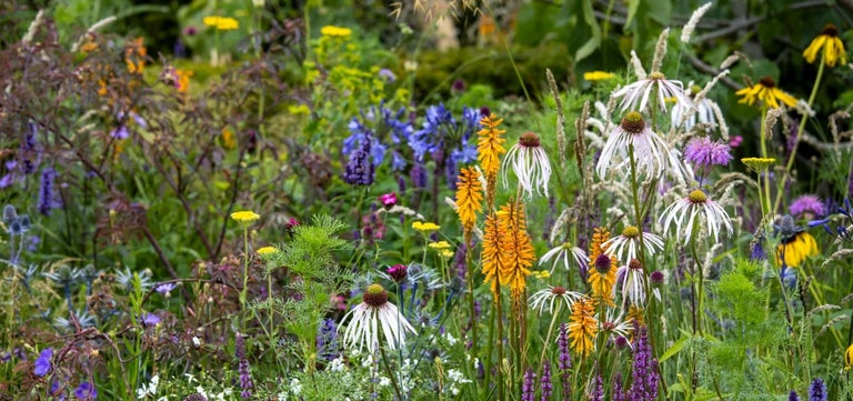Six standout plants of RHS Tatton Park 2024