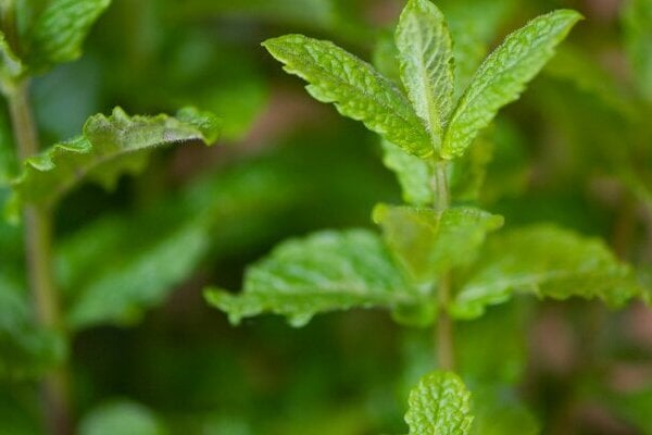 Spearmint