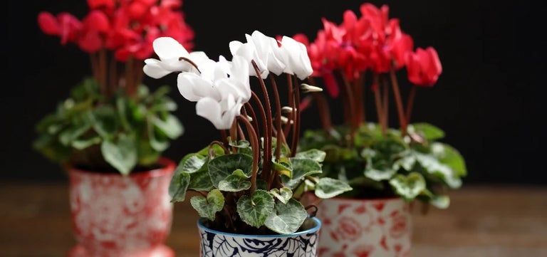 Beautiful winter houseplants and how to care for them
