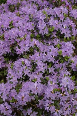<EM>Rhododendron</EM> Augfast Group