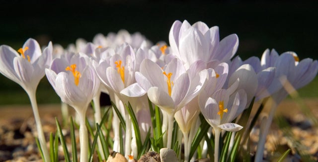 Introducing crocuses