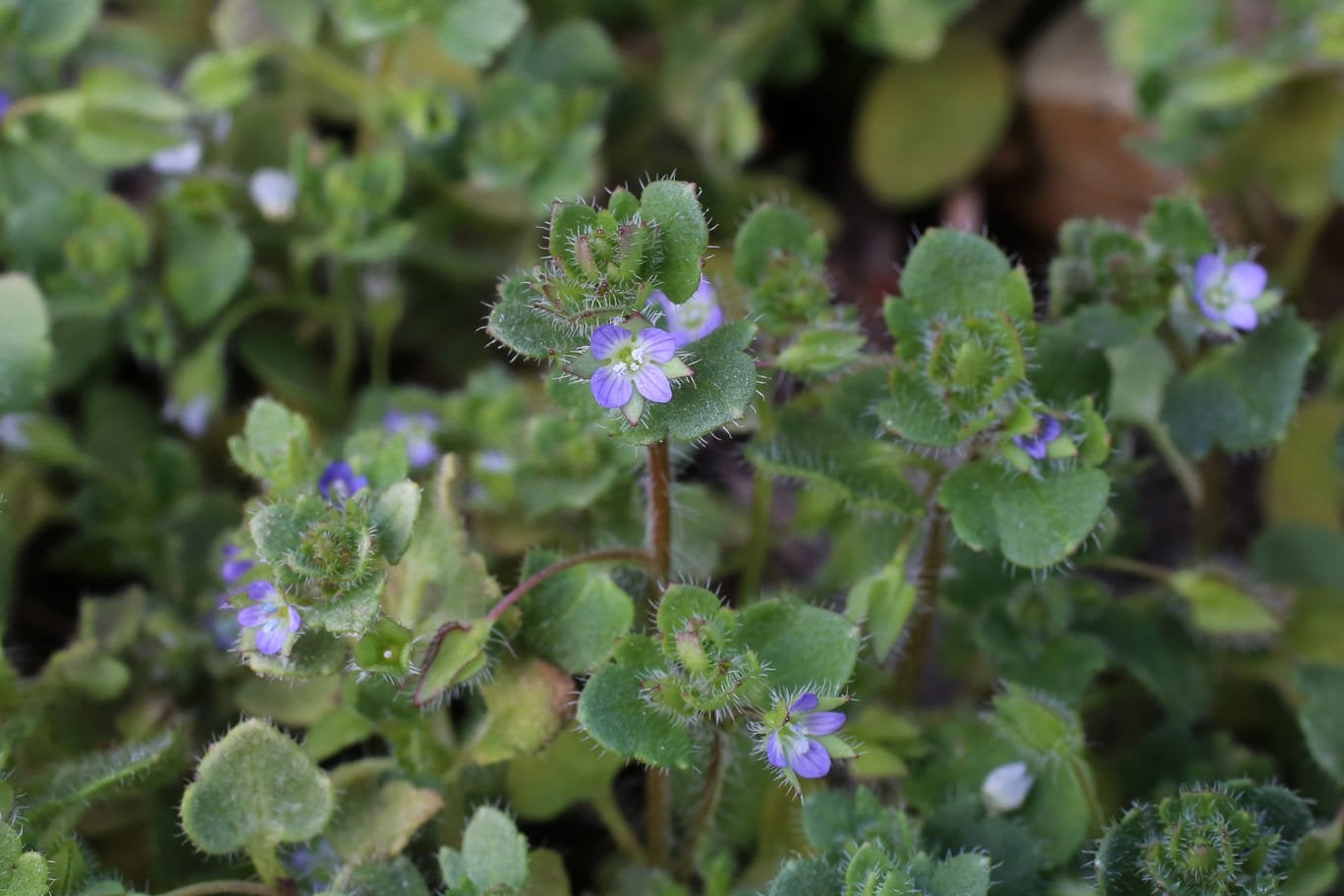 Speedwell | RHS Advice