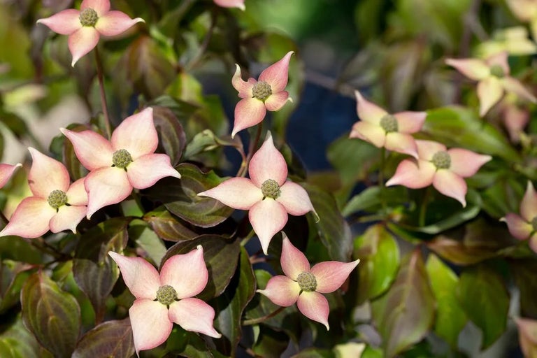 The National Plant Collections at RHS Gardens