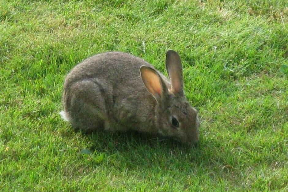 Rhs Rabbits Rabbits in Gardens: Deterrent Tips | RHS Advice