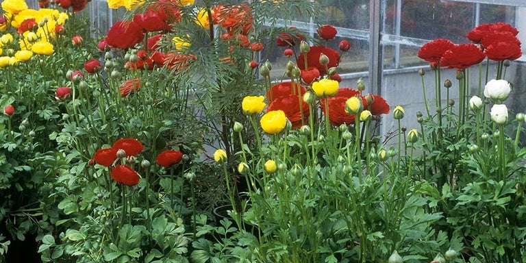 Buy ranunculus from RHSplants.co.uk