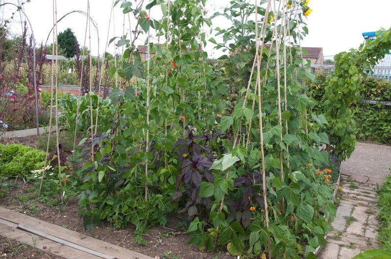 How to grow beans for drying | RHS Guide