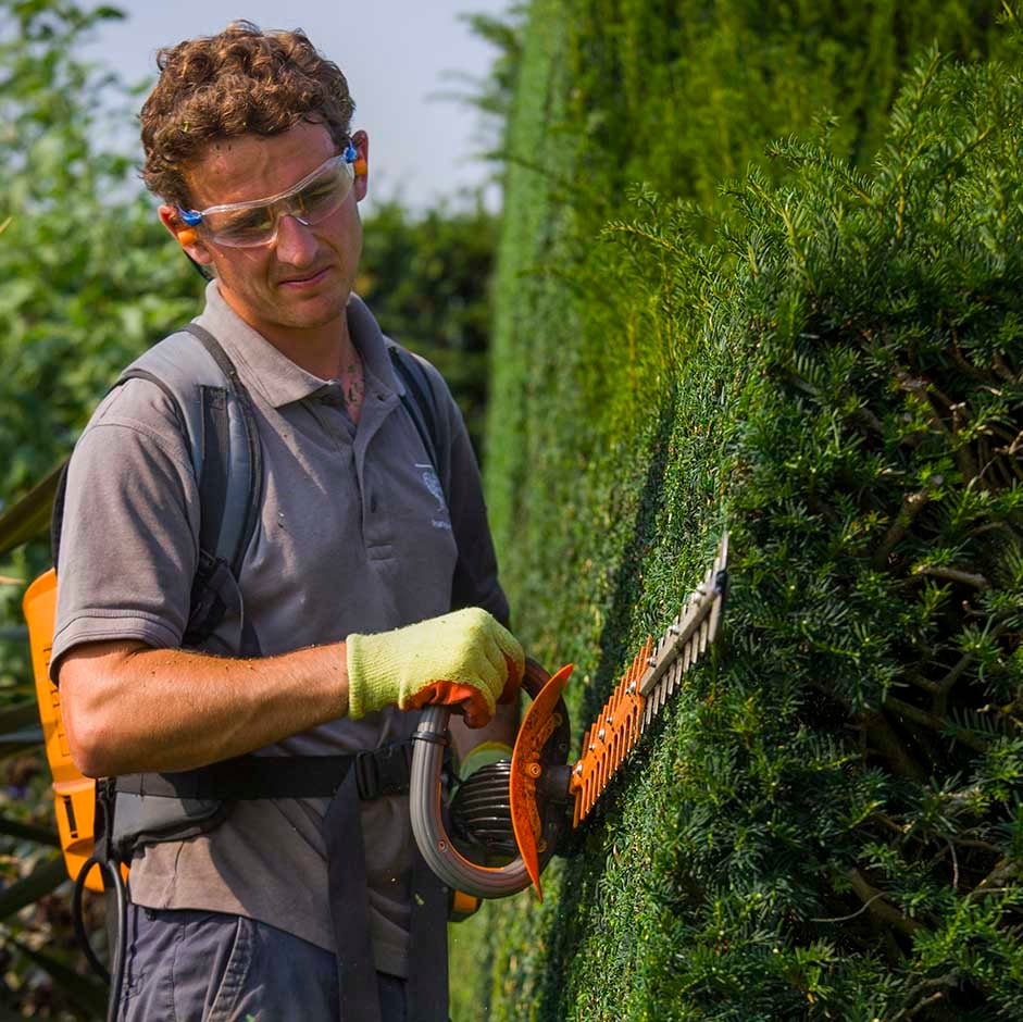 Cutting a yew hedge at RHS Garden Hyde Hall. RHS / Neil Hepworth