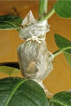 Air Layering Plants | RHS Advice
