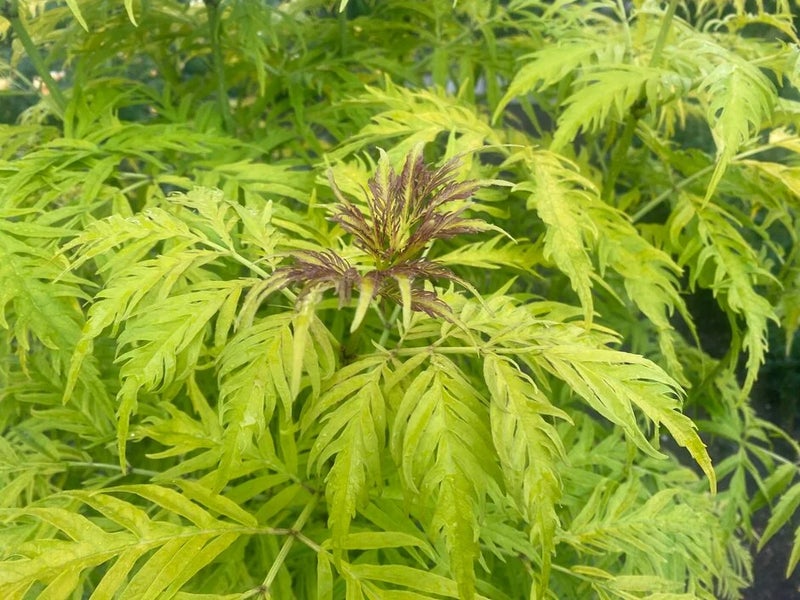 Golden-leaved elder