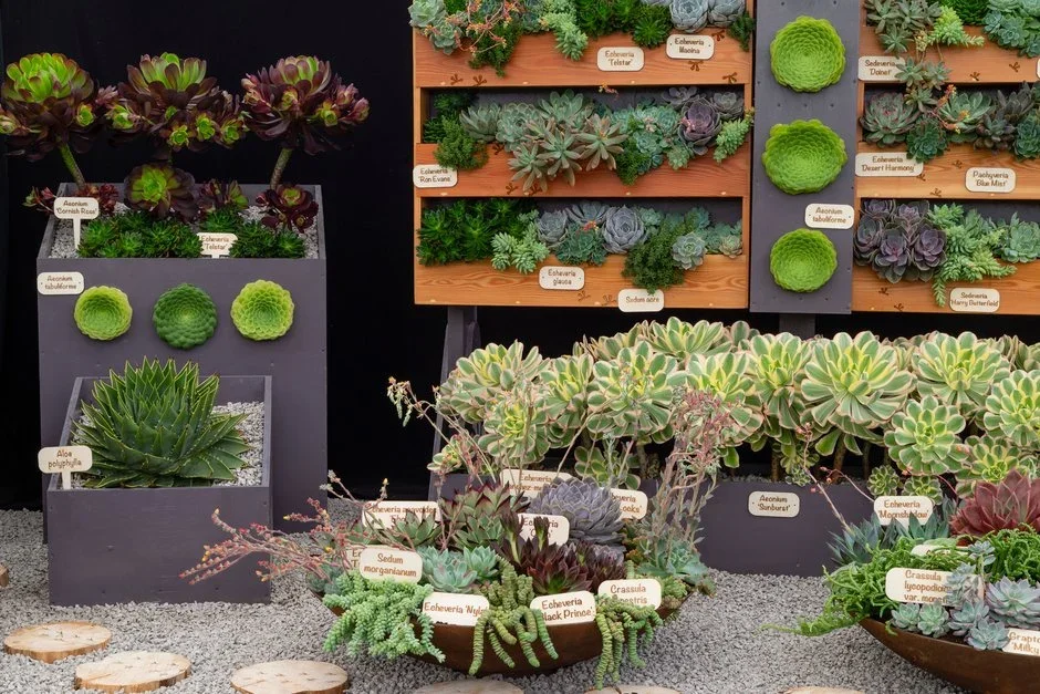 Surreal Succulents