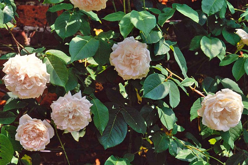 Shade-loving rose