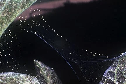 Glasshouse red spider mites on webbing.