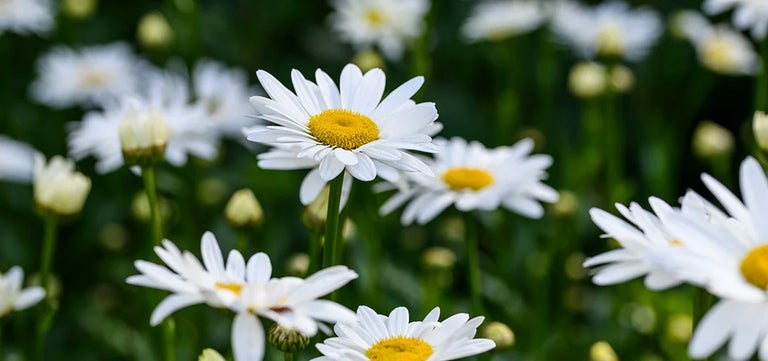 Crazy about daisies – an easy guide to the Asteraceae family 