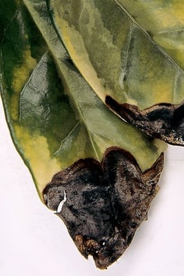 Aucuba blackening. Credit: RHS/Tim Sandall.