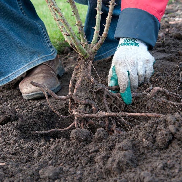 Planting a bare root rose