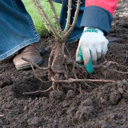 Underplanting Roses Rhs How to grow roses / RHS Growing Guide