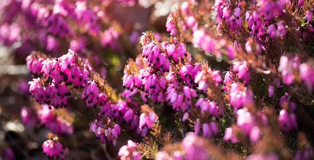 How to grow <i>Erica</i>