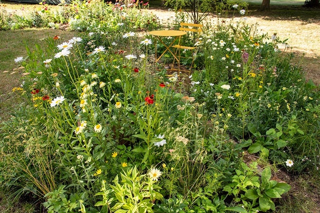 All About <i>Asteraceae</i> at RHS Hampton Court