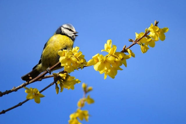 Gardening for wildlife