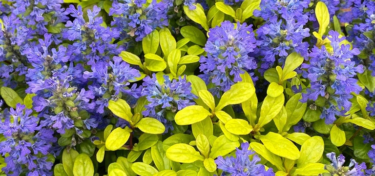 New plants: Ajuga Feathered Friends® Series