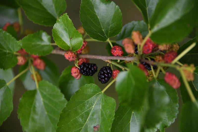 A branch of fruiting mulberry, Morus nigra
