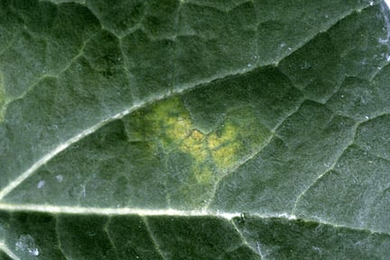 Cabbage root fly | RHS Advice
