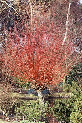 Pruning a willow can produce vibrant stems that look good in winter.