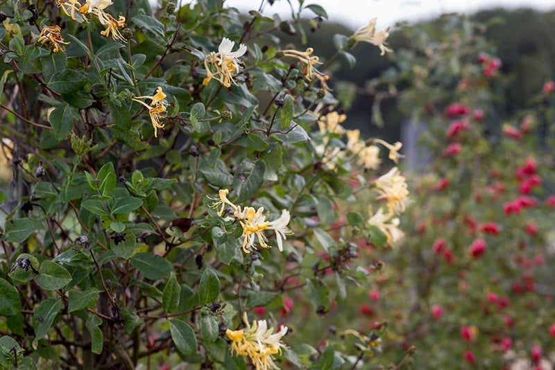 Honeysuckle