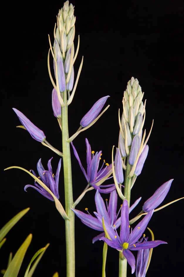Camassia ‘Maybelle’
