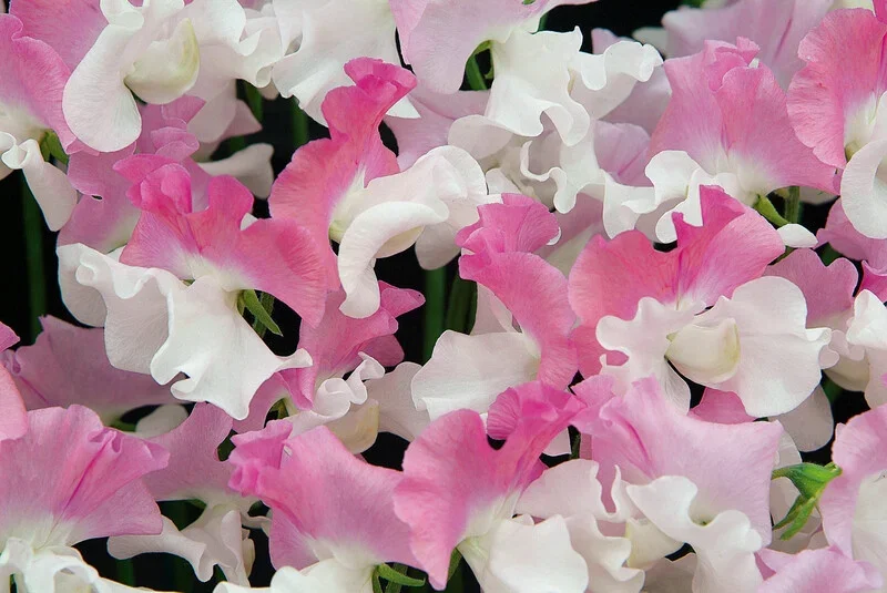 Darren Everest Sweet Peas