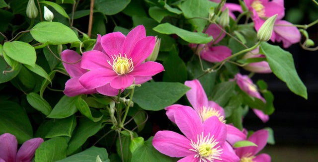 How to grow <i>Clematis</i>