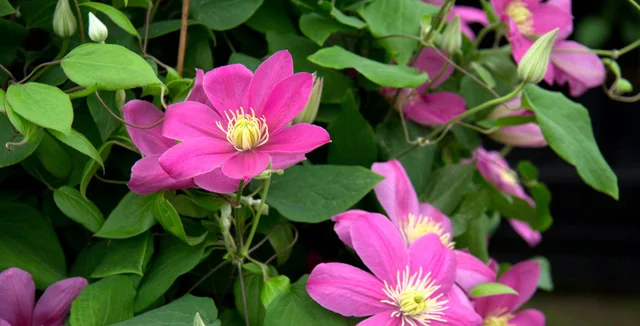 How to grow <i>Clematis</i>