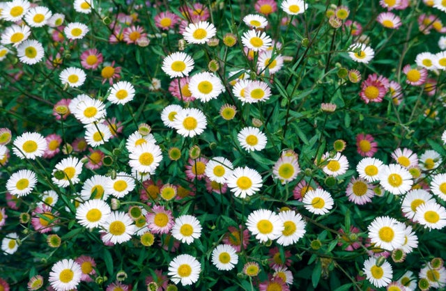 Introducing... Mexican fleabane